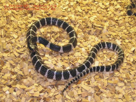 Bungarus multicinctus Bild01